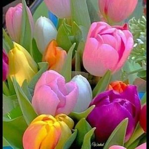 Meet your Posher, Dania